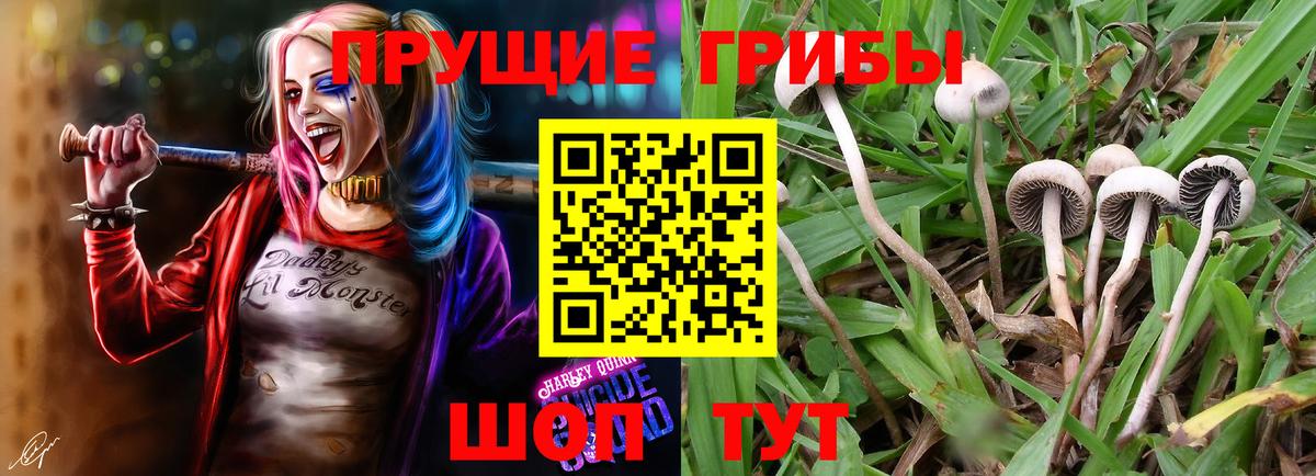 Псилоцибиновые грибы Psilocybe Липецк